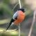 Eurasian Bullfinch